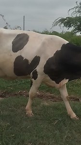 First time 2 dant with female calf #Price 650000/- Location Sargodha chak hayatpur 03008963690 / 03416923205 / 0342 8622303 #pakistan #trendingpost #Pakistan #trending #News #karachi #HonorKilling | مویشی منڈی Tv