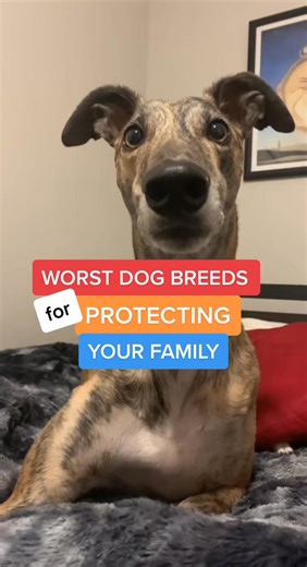 Do you agree？! Sound by the great： Atherton #dogs #dog #fyp | Hazel Ray