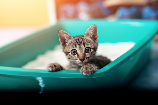 Why is your cat lying in the litter box?