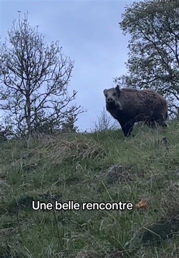 Rencontre Passionnante avec un Sanglier en Chasse