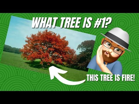 RANKED: 10 Best Medium-Sized Trees for Your Yard (With Growing Zones & Care Tips!)