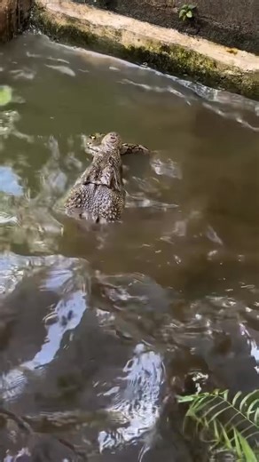 1.3K views · 12 reactions | Battle between crocodile and pythonBattle between crocodile and python ️ | Nature and Animals | Facebook