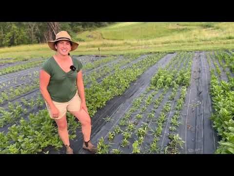 Succession Planting for Cut Flowers | How to Harvest All Season Long
