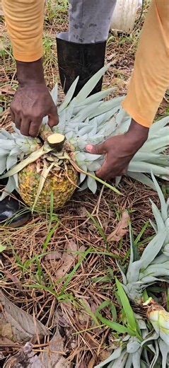 9.6K views · 38 reactions | Cricket Khela on Reels | Facebook