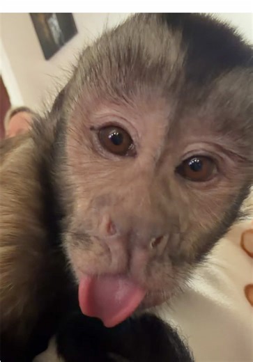 Obviously, what else would Oliver be?!!😜 #oliverlincoln #spoiled | Oliver