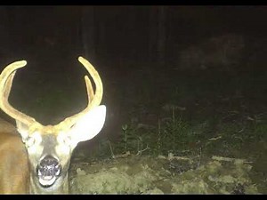 Cursed images of deer with Minecraft cave sounds