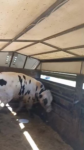 Rescuing a Cow from a Trailer: A Heartwarming Effort