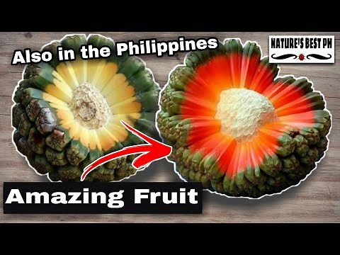 Amazing fruit with great health benefits | Best of Hala fruit or screwpine
