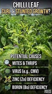 Chilli Pepper Leaves Curling & Stunted? 🌶️ Here Are the Possible Causes