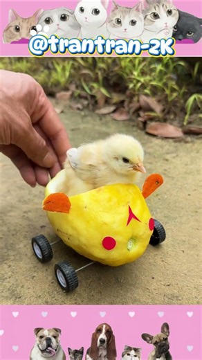 The Chick and the modern self-driving car pt.2 #trantran2k #chick #funny #cute #shorts