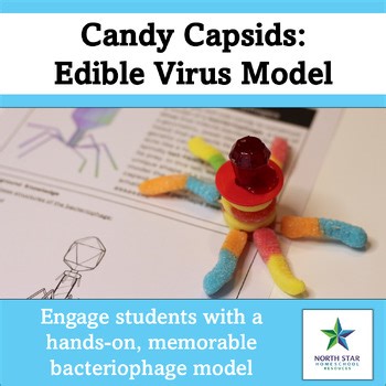Virus Bacteriophage Candy Model | Biology Activity Lab Review Worksheets