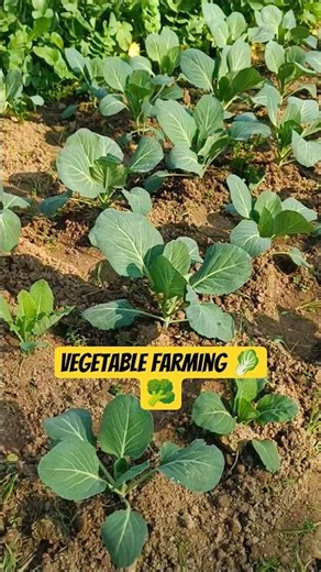 I Tried 10 Vegetable Farming Techniques