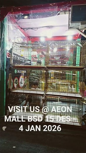 #anjing #petshop #anabul #jualanjing #anjingdijual #aeonmall #bsd #gadingserpong