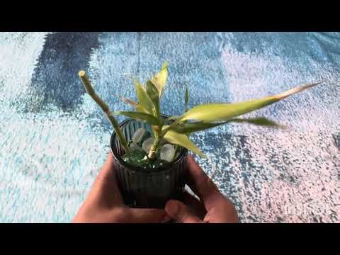 DIY Bamboo: Propagate from Cuttings!