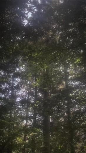 笑ってばっかりの楽しい毎日だった。 小学生のころ転校生が来た。あまり明るい子ではなく休み時間は毎日机で寝てる女の子だった。私は転校生と仲良くなりたいと思い毎日話しかけた。 「私はねね！友達になろ！」 「いいの？うれしい」 「お名前は？？」 「らん、好きに呼んでね」 「らんちゃんね！よろしく！！」 友達になれて嬉しかった。でも休み時間は遊びたくないらしい。だから放課後遊べるか誘ってみることにした。 「ねぇねぇ！放課後一緒に公園で遊ばない？？」 「ごめん放課後は家にいなくちゃいけなくて」 私は外で遊ぶ事が好きだったから放課後も休み時間も遊べないのは結構悲しかった。 話せるのは授業中だけ、でも席も離れてるから話せることはほぼほぼなかった。 クラス替えの季節になった。私たちはもう小学六年生。らんちゃんとはクラスが離れた。 私たちは話すこともなくなった 6年生後半、らんちゃんは学校に来なくなった。私もそこまで喋ってたわけじゃないし何があって不登校になったのかもわからない。私は他の友達と楽しく小学校生活を終えた。 中学に入ると私はまたらんちゃんと同じクラスになった。中学に入っても来ないんだろうな〜