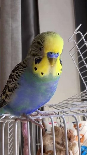 Cute Talking Budgie Compilation | Funniest & Smartest Parakeets 2026 #TalkingBudgie #CuteParakeet
