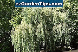 Comment tailler un Vitex Agnus-Castus 🌱 Conseils Jardiniers - Fr.ezGardenTips.com