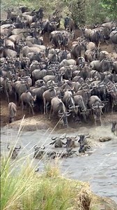 Wildebeests jumping into the flooded Mara River