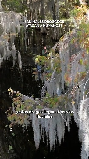 889K views · 13K reactions | ¿Crees que existen animales adictos? Este show explora diferentes casos de posibles #AdiccionesSalvajes y puedes verlo en #Discovery ✨ | Discovery Latinoamérica | Facebook