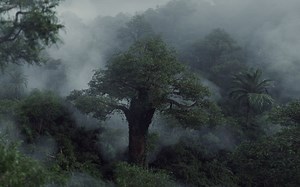 Houdini制作山林云雾（附带树木课程）Pixelfront