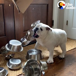This dog is obsessed with bowls — and he's about to open a huge package filled with them 😍 | The Dodo