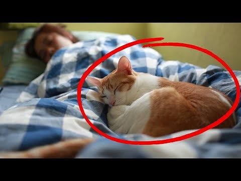 Why Does Your Cat Sleep With You? - What Your Cat's Sleep Spot Reveals About Your Connection