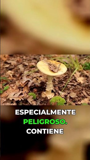 Hongos que parecen normales pero son letales #veneno #hongos