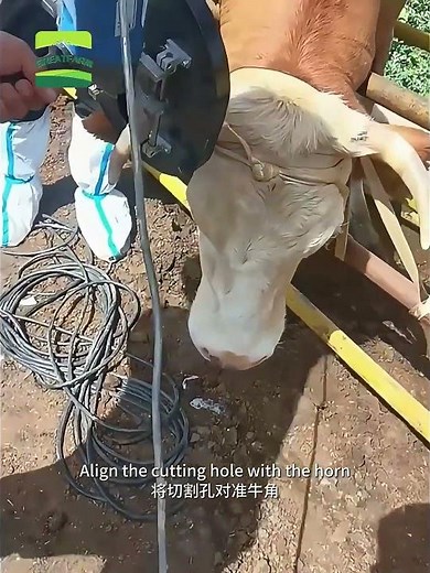 This Machine Cuts Cow Horns Instantly!