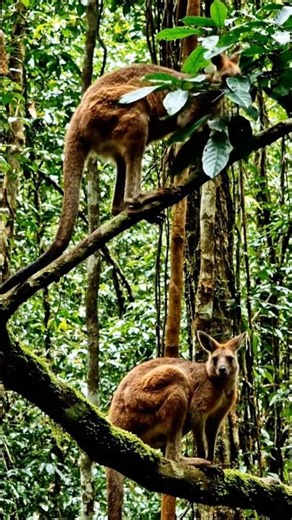 POV: You see a kangaroo IN A TREE! 🦘🌿 #nature #rare