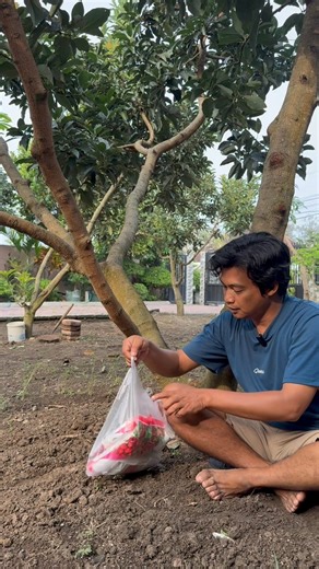 632 reactions · 30 shares | Buat teman2 yg komentar program pembuahan ALPUKAD itu bagaimana? Ini saya jelaskan detail di Vidio kalo lewat komentar saya capek ngetikknya pasti panjang lebar | Jati Fortuna | Facebook