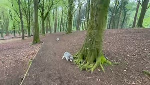 22K views · 138 reactions | “The peaceful sounds of forest birds, the midday Angelus bell tolling from nearby Our Lady of Bethlehem Abbey, the pitter patter of rain falling through the trees, and a blanket of wild spring bluebells flowing through Portglenone Forest. This is what Bank Holiday weekend’s were made for.  R. Kernohan | Love Ballymena | Facebook