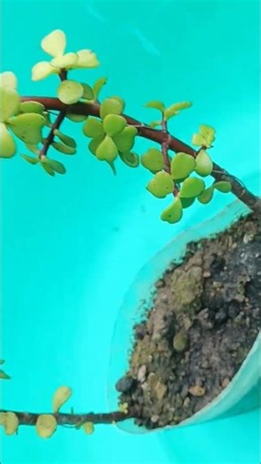 #garden #gardening #plants #trending