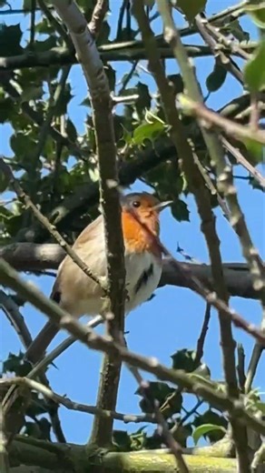 Robin singing 🎵 #birds
