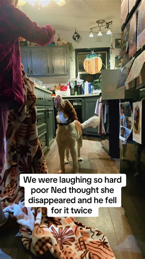 Hilarious Moments with Our Silly Springer Spaniel