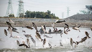 Asian carp roundup in Kentucky opens new front in battle