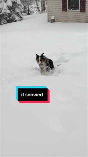 Testing out her snow legs for the first time #australianshepherd