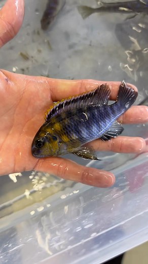 Wild Tropheops red cheek, Chiwi Rocks🇲🇼 | Rosendal Malawi Center