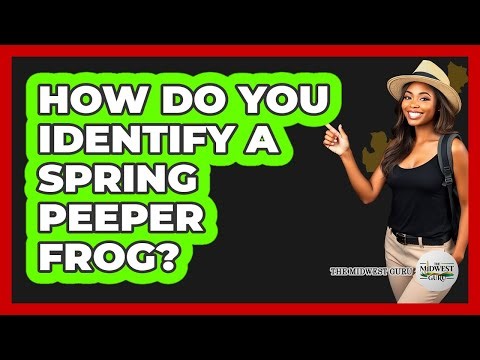 How Do You Identify A Spring Peeper Frog?