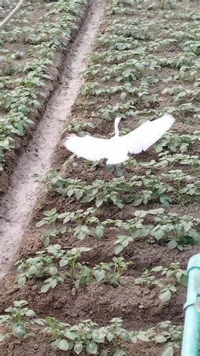 #birds #indiaparrot #whiteparrots #parrot #birds #birds #birdcare