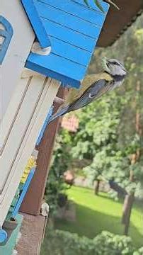 17 день кормят птенцов.#birds #синицы#лазоревки#