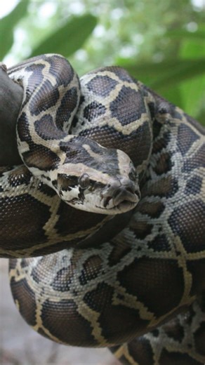 🐍 Le python birman géant dévoilé 😱 L'un des plus grands serpents du monde #shorts