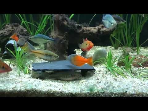 Nur eine Futtertablette