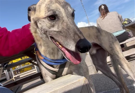 Just look at Vardy – how handsome is he?! 😍 This silver brindle stunner has the most delicate features and the sweetest face. #greyhoundlife #rescuepetsofinstagram #greyhoundsofinstagram #greyhounds #greyhound #greyhoundrescue #greyhoundadoption #greyhoundsmakegreatpets | Kent Greyhound Rescue