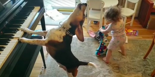 My Day Is 100% Better After Watching This Beagle Play Piano (and Sing!) For a Dancing Baby