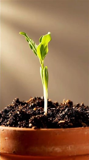 Growing Pomegranate Tree From Seed Time Lapse – 187 Days