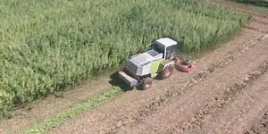 First legal 500-acre hemp farm in Kentucky unveiled