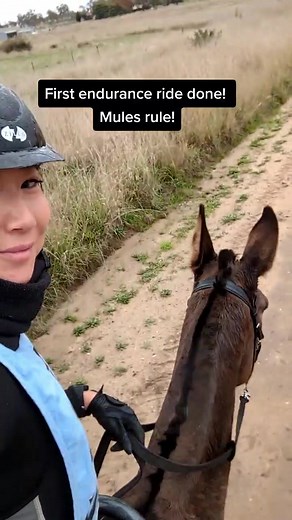 Mia Mia Legendary-Penn Endurance Ride! #muleriding #muleendurance #endurancemule #mulesrule
