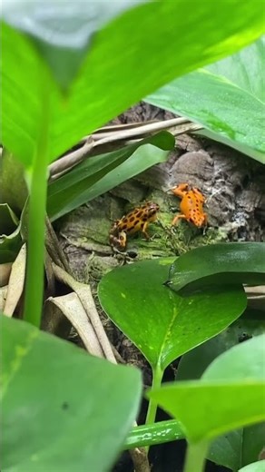 Sounds of Dart Frogs at Frog Butts N More #dartfrog