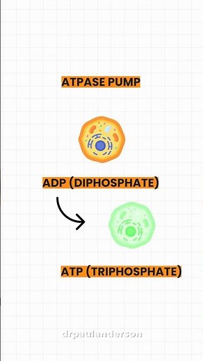 What ATP Really Is and How Your Cells Turn ADP Into Energy Again