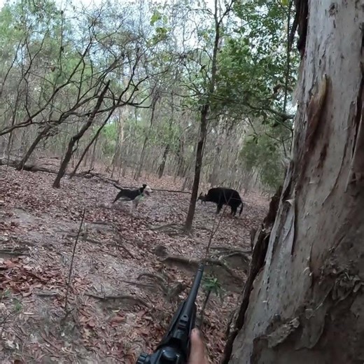 Hunting Feral Hogs With Working Dogs #Hunting #Pigs #shooting